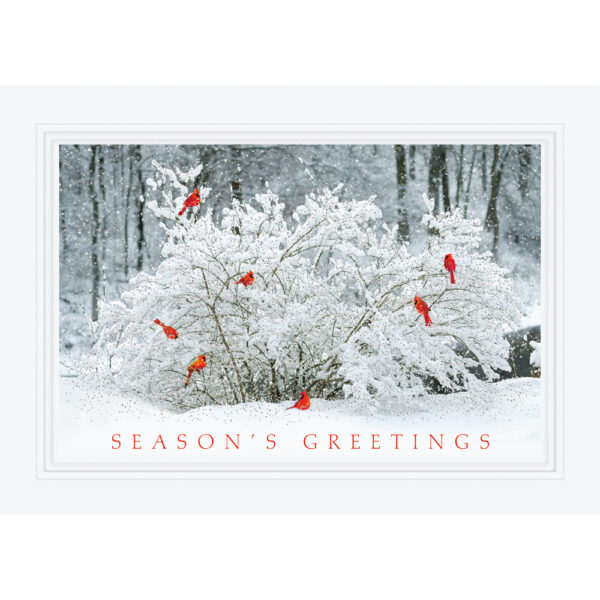 Holiday Cards